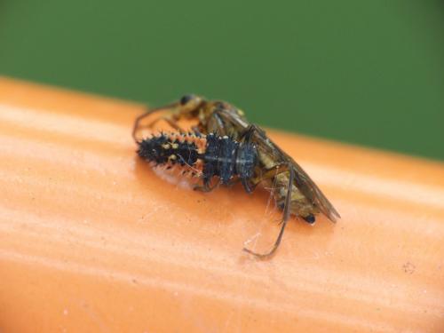 Harmonia axyridis